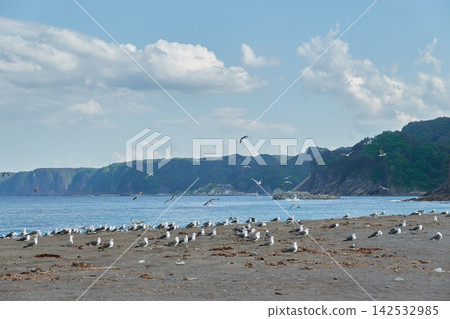 Komoto Coast, Seagulls, Cliffs Komoto Coast, Seagulls, Cliffs 142532985