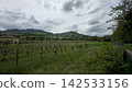 Vineyards on hills in Bologna with a background of hills 142533156
