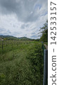 Vineyards on hills in Bologna with a background of hills 142533157
