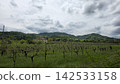Vineyards on hills in Bologna with a background of hills 142533158