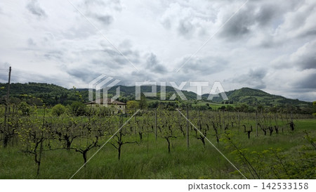 Vineyards on hills in Bologna with a background of hills Vineyards on hills in Bologna with a background of hills 142533158