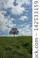 Tree without leaves with sky and field symbol of melancholy 142533159