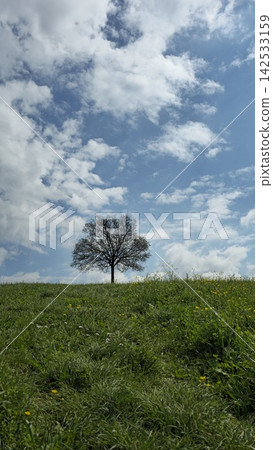 Tree without leaves with sky and field symbol of melancholy Tree without leaves with sky and field symbol of melancholy 142533159