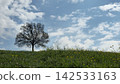 Left side Tree without leaves with sky and field symbol of melancholy 142533163