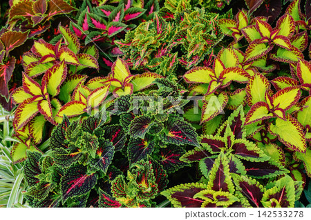 Colorful decorative garden leaves with vibrant patterns Colorful decorative garden leaves with vibrant patterns 142533278