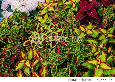 Colorful coleus leaf display in garden with vibrant ornamental foliage Colorful coleus leaf display in garden with vibrant ornamental foliage 142533286