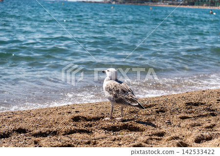 Seagull stands on sandy beach beside blue water, facing left with mottled gray and white feathers. Small waves reach shore while bright sunlight sparkles across sea behind bird. Bird remains still. Seagull stands on sandy beach beside blue water, facing left with mottled gray and white feathers. Small waves reach shore while bright sunlight sparkles across sea behind bird. Bird remains still. 142533422