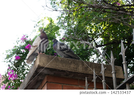 Perched pigeons balance on wall top beside iron fence. One bird shows pale wings and dark body, while second has gray patterned plumage, set against leafy branches and pink flowers. Perched pigeons balance on wall top beside iron fence. One bird shows pale wings and dark body, while second has gray patterned plumage, set against leafy branches and pink flowers. 142533437
