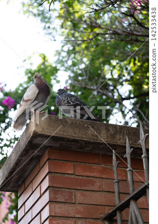 Urban wildlife in brick setting appears through two pigeons resting on roof edge. Their gray plumage contrasts with red masonry, wrought iron, and soft green tree bokeh behind building corner. Urban wildlife in brick setting appears through two pigeons resting on roof edge. Their gray plumage contrasts with red masonry, wrought iron, and soft green tree bokeh behind building corner. 142533438