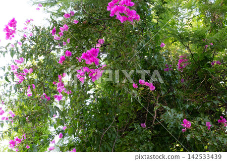Pink flowering vine climbs across thick green leaves and woody stems in outdoor light. Vivid blossoms stand out among layered foliage, forming rich natural cover with bright tropical color. 142533439