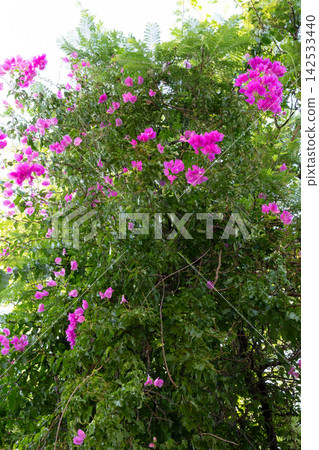 Dense bougainvillea foliage creates garden privacy with vivid magenta bracts woven through green leaves and tangled branches. Bright daylight highlights thick ornamental growth suitable 142533440