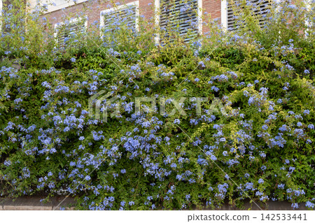 Blue flower covered shrub grows densely against brick architecture. Abundant green leaves and small clustered blossoms partly veil several louvered windows, forming lush planted facade in bright Blue flower covered shrub grows densely against brick architecture. Abundant green leaves and small clustered blossoms partly veil several louvered windows, forming lush planted facade in bright 142533441
