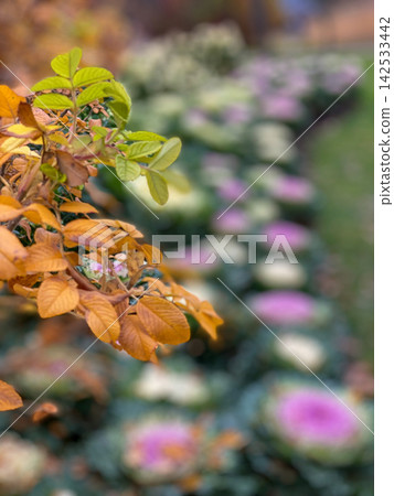 Autumn Leaves With Blurred Flower Garden Autumn Leaves With Blurred Flower Garden 142533442