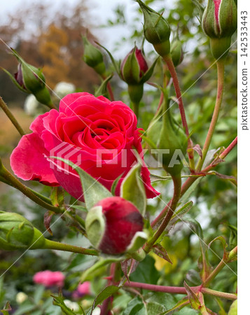 Red Rose Bloom With Flower Buds 142533443
