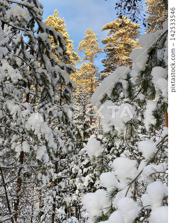 Snow Covered Pine Branches in Winter Snow Covered Pine Branches in Winter 142533546