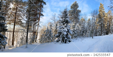 Snowy Pine Forest Winter Landscape Snowy Pine Forest Winter Landscape 142533547