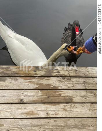 Black and White Swans Feeding Together Black and White Swans Feeding Together 142533548