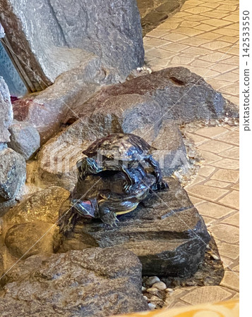 Two Turtles Resting on Rocks Two Turtles Resting on Rocks 142533550