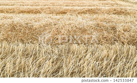 a field with ears of ripe wheat a field with ears of ripe wheat 142533847