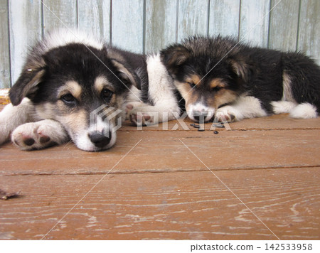 Close-up of two fluffy puppies lounging on a weathered wooden deck. Close-up of two fluffy puppies lounging on a weathered wooden deck. 142533958