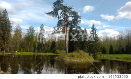 Beautiful nature landscape with a pine tree on a small island in the middle of a lake. 142533960