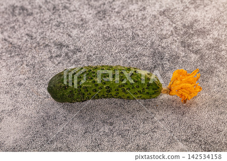 Fresh green cucumber with yellow flower on textured gray background 142534158