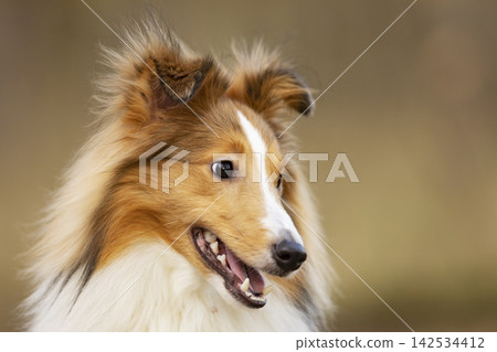 Shetland Sheepdog, Sheltie, Collie. Play by running on summer meadow on green grass. Head portrait of sheltie. Shetland Sheepdog, Sheltie, Collie. Play by running on summer meadow on green grass. Head portrait of sheltie. 142534412