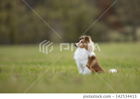 Shetland Sheepdog, Sheltie, Collie. Play by running on summer meadow on green grass. Shetland sheepdogshelti is running on the green meadow in summer day Shetland Sheepdog, Sheltie, Collie. Play by running on summer meadow on green grass. Shetland sheepdogshelti is running on the green meadow in summer day 142534413