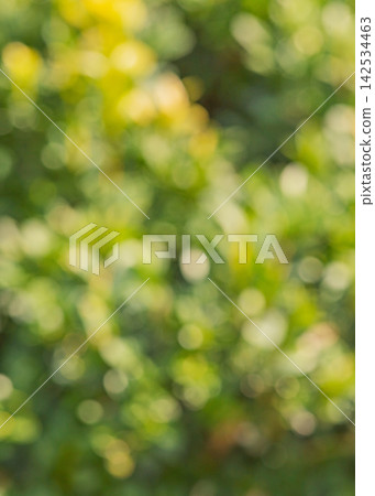 Defocused natural background. Defocused tree. Blurred leaves, green defocused lights. Defocused natural background. Defocused tree. Blurred leaves, green defocused lights. 142534463