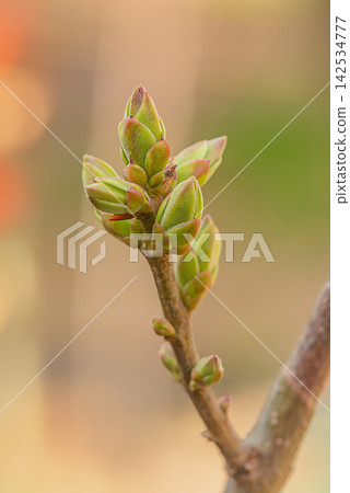 Spring bud on a branch on a blurred natural background. Spring bud on a branch on a blurred natural background. 142534777