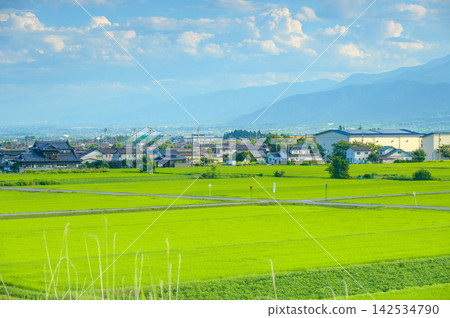 [Azumino] Intersection in a rice paddy area [Ikeda Town, Kitaazumi District] 142534790