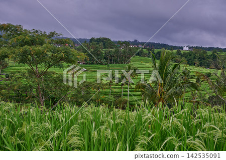Bali, Indonesia-April 23 2023: Jatiluwih Rice Terraces Scenic area with verdant, undulating rice terraces in the heart of Tabanan Regency attracting hikers, cyclists and photographers. Bali, Indonesia-April 23 2023: Jatiluwih Rice Terraces Scenic area with verdant, undulating rice terraces in the heart of Tabanan Regency attracting hikers, cyclists and photographers. 142535091