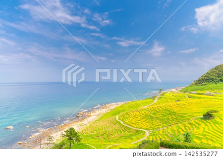 白根千枚田梯田,能登半島,石川縣 白根千枚田梯田,能登半島,石川縣 142535277