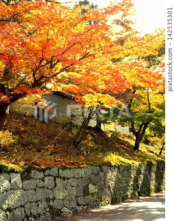 natural freshness rain morning japan. High quality photo natural freshness rain morning japan. High quality photo 142535301