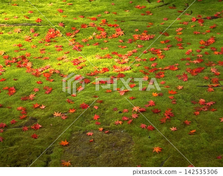 natural freshness rain morning japan. High quality photo natural freshness rain morning japan. High quality photo 142535306