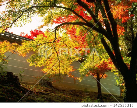 natural freshness rain morning japan. High quality photo natural freshness rain morning japan. High quality photo 142535315