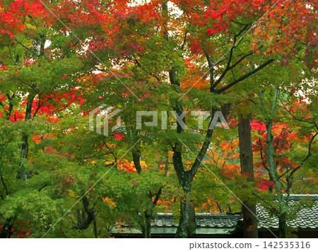 natural freshness rain morning japan. High quality photo natural freshness rain morning japan. High quality photo 142535316