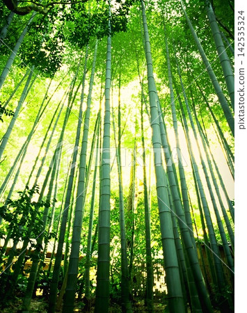 natural freshness rain morning japan. High quality photo natural freshness rain morning japan. High quality photo 142535324