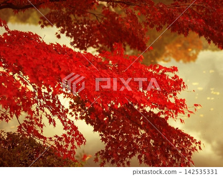natural freshness rain morning japan. High quality photo 142535331