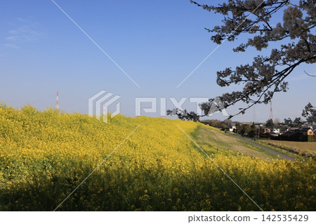 A landscape of the Tone River embankment and a field of rapeseed flowers in Noda City, Chiba Prefecture. A landscape of the Tone River embankment and a field of rapeseed flowers in Noda City, Chiba Prefecture. 142535429