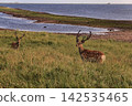 A male Hokkaido deer standing on the seashore 142535465