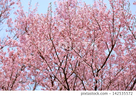 The magnificent Edo Higan cherry blossoms The magnificent Edo Higan cherry blossoms 142535572