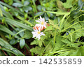 優雅的雪割一枝花 142535859