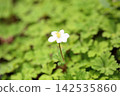 令人神清氣爽的銀蓮花 142535860