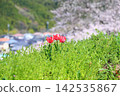 可愛的春花：鬱金香 142535867