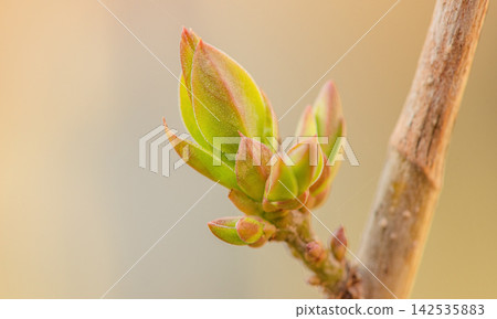 Spring bud on a branch on a blurred natural background. Spring bud on a branch on a blurred natural background. 142535883