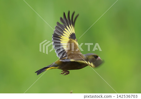 A European Greenfinch flying over a flower field at Hiratsuka City's Banyuu Fureai Park. A European Greenfinch flying over a flower field at Hiratsuka City's Banyuu Fureai Park. 142536703