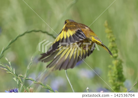 A European Greenfinch flying over a flower field at Hiratsuka City's Banyuu Fureai Park. A European Greenfinch flying over a flower field at Hiratsuka City's Banyuu Fureai Park. 142536704