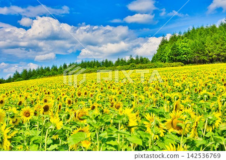 Summer flowers Summer flowers 142536769