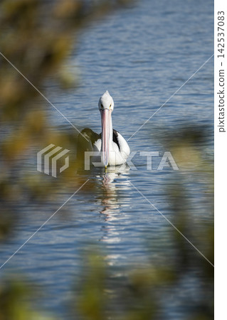 Australian Pelican Australian Pelican 142537083